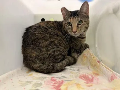 An adult small-sized female Domestic Short Hair cat named Peaches for adoption in Daytona Beach, FL