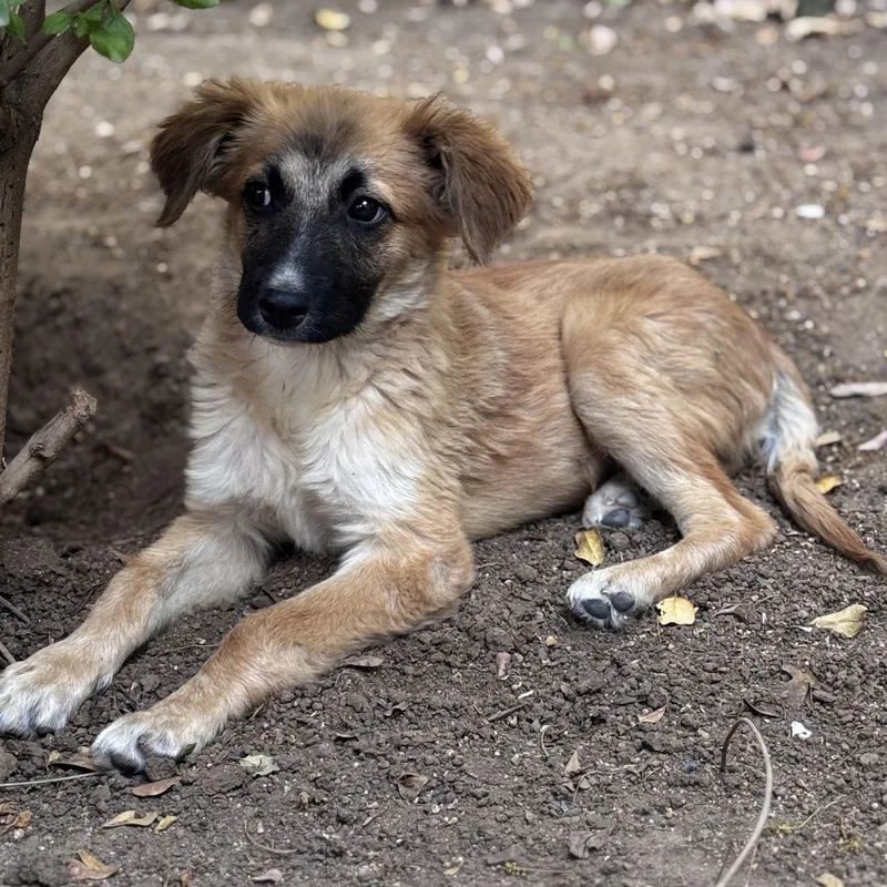 A baby medium-sized male Tricolor (Brown, Black, & White) Belgian Shepherd / Malinois dog named Toby for adoption in Manvel, TX