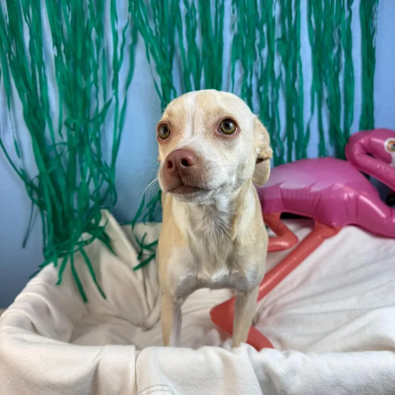 An adult small-sized female Yellow / Tan / Blond / Fawn Chihuahua dog named Daisy for adoption in Fresno, CA