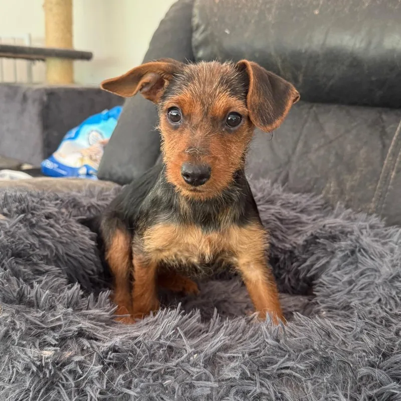A baby small-sized female Brown / Chocolate Yorkshire Terrier dog named Posey for adoption in Silver Spring, MD