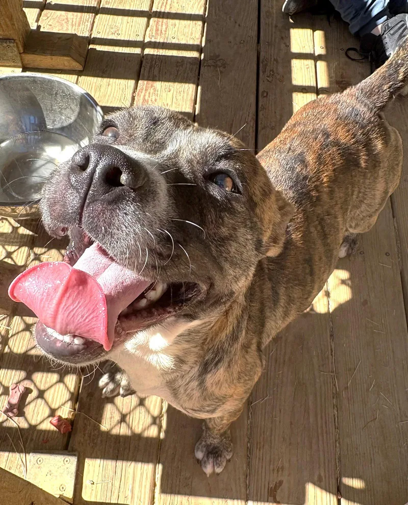 An adult large-sized female Pit Bull Terrier dog named Bernice for adoption in Wetumpka, AL