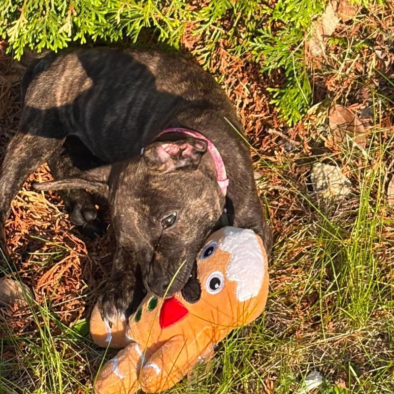 A baby medium-sized female Brindle Pit Bull Terrier dog named Chanterelle for adoption in Brainerd, MN