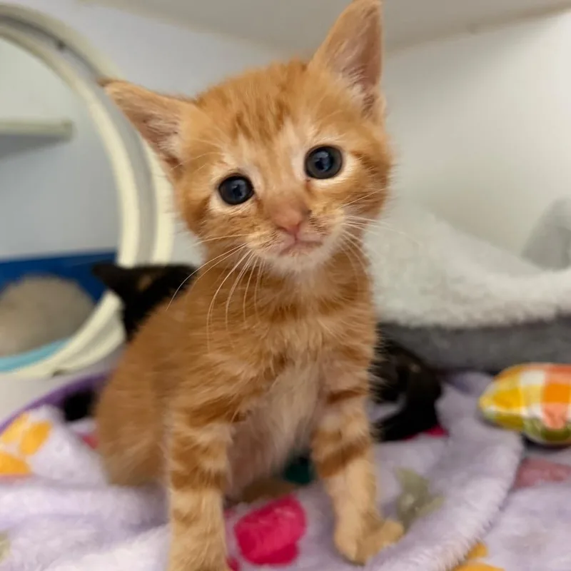 A baby small-sized male Orange / Red Domestic Short Hair cat named Nexus for adoption in San Pablo, CA