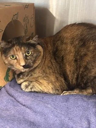 An adult medium-sized female Domestic Short Hair cat named Melanie for adoption in West Chester, PA