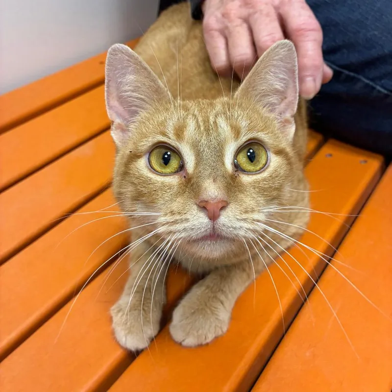 A young small-sized female Orange / Red Domestic Short Hair cat named Melina for adoption in Shelbyville, IN