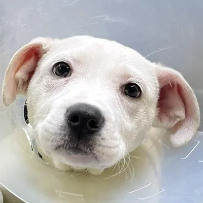 A baby medium-sized female White / Cream Pit Bull Terrier dog named Eau De Toilette for adoption in Baltimore, MD