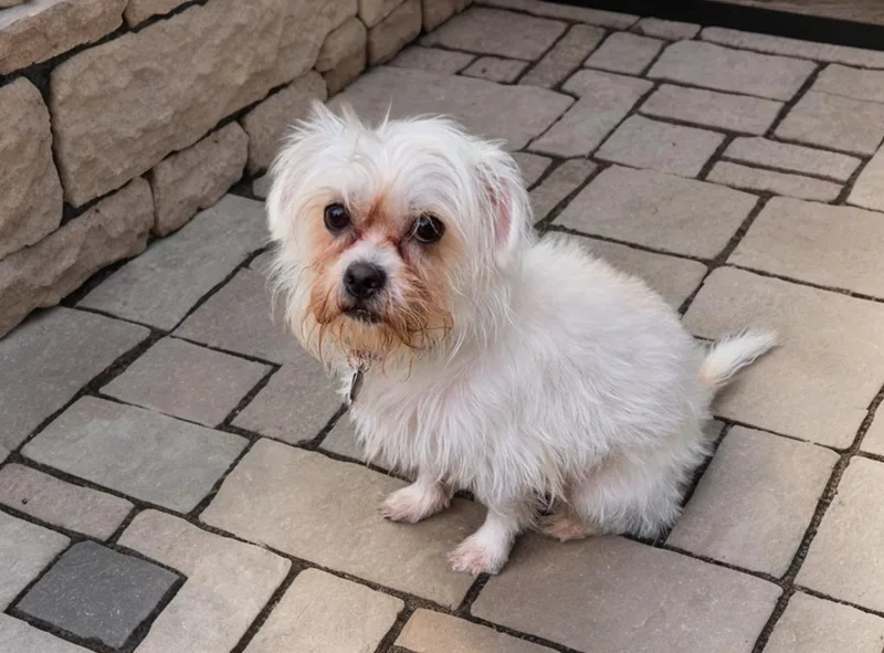 An adult small-sized male Bicolor Shih Tzu dog named Alvi for adoption in Lincolnshire, IL