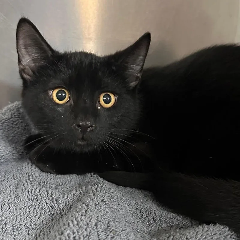 Cereal Siblings Chex