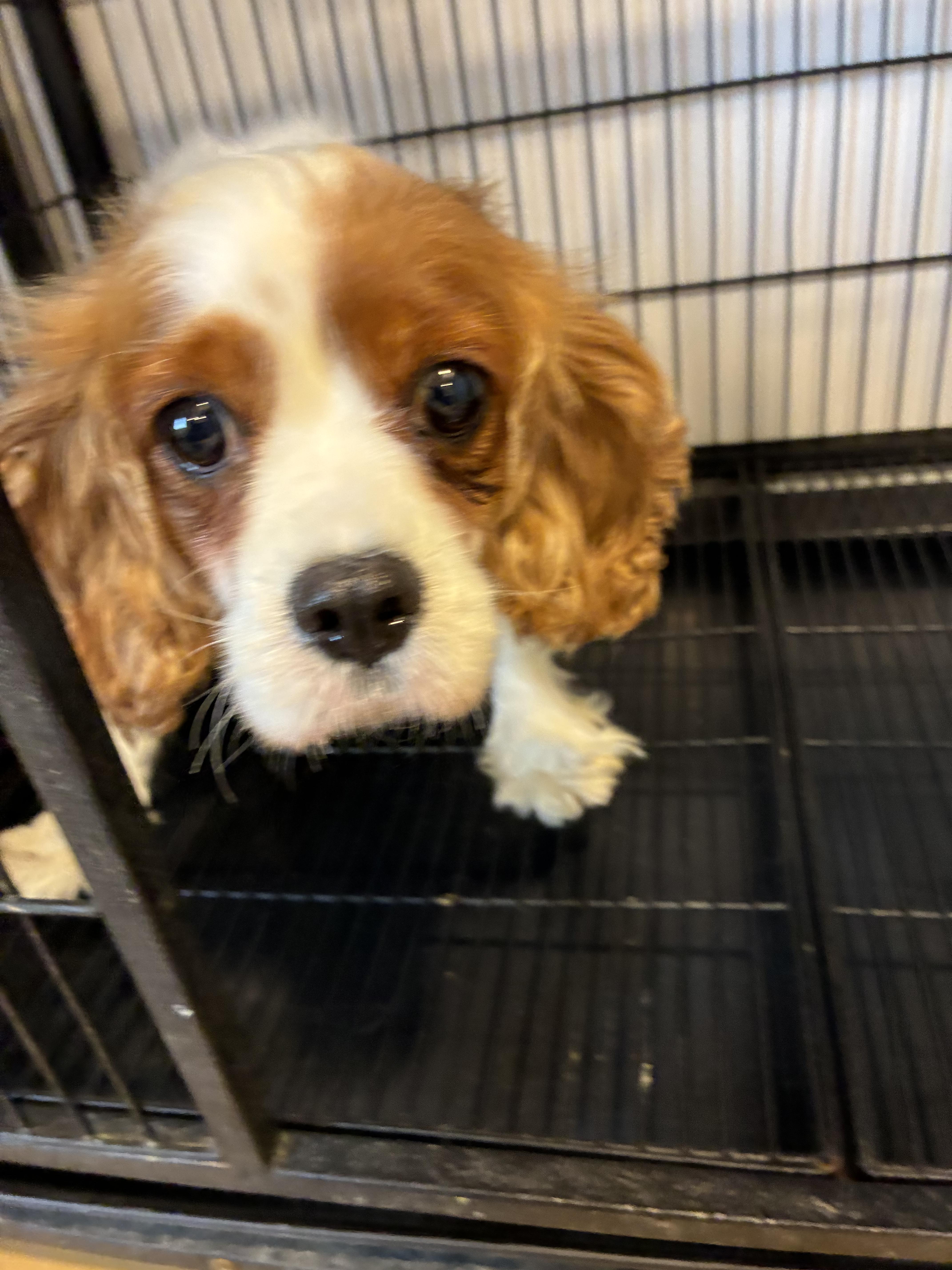 An adult medium-sized female Cavalier King Charles Spaniel dog named Cora for adoption in Havertown, PA