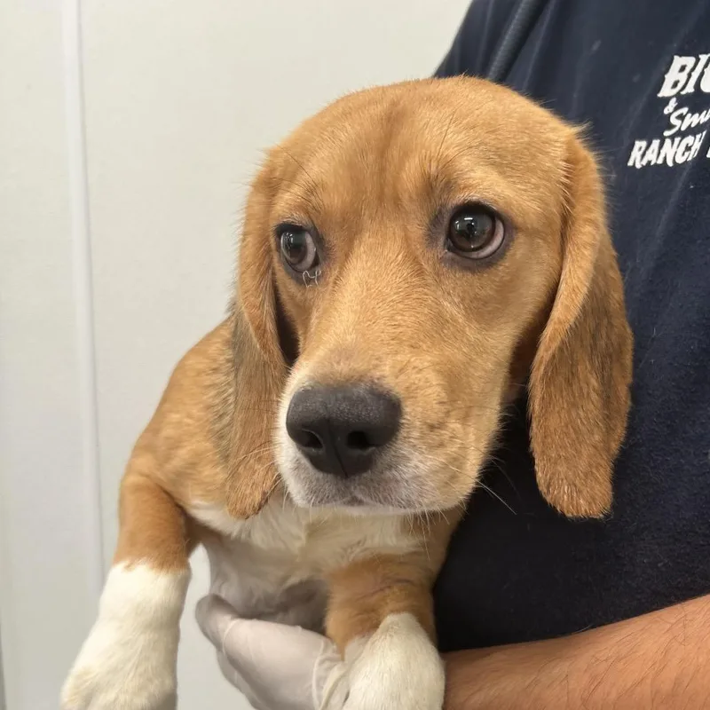 A young small-sized female Brown / Chocolate Beagle dog named Raven for adoption in LOXAHATCHEE, FL