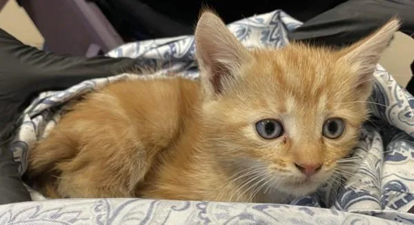 A baby small-sized male Domestic Short Hair cat named Blue Steel for adoption in Oceanside, CA