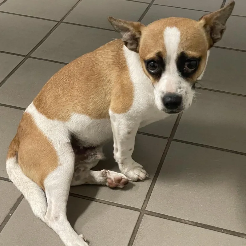 A young small-sized male Chihuahua dog named Bumper for adoption in Floresville, TX