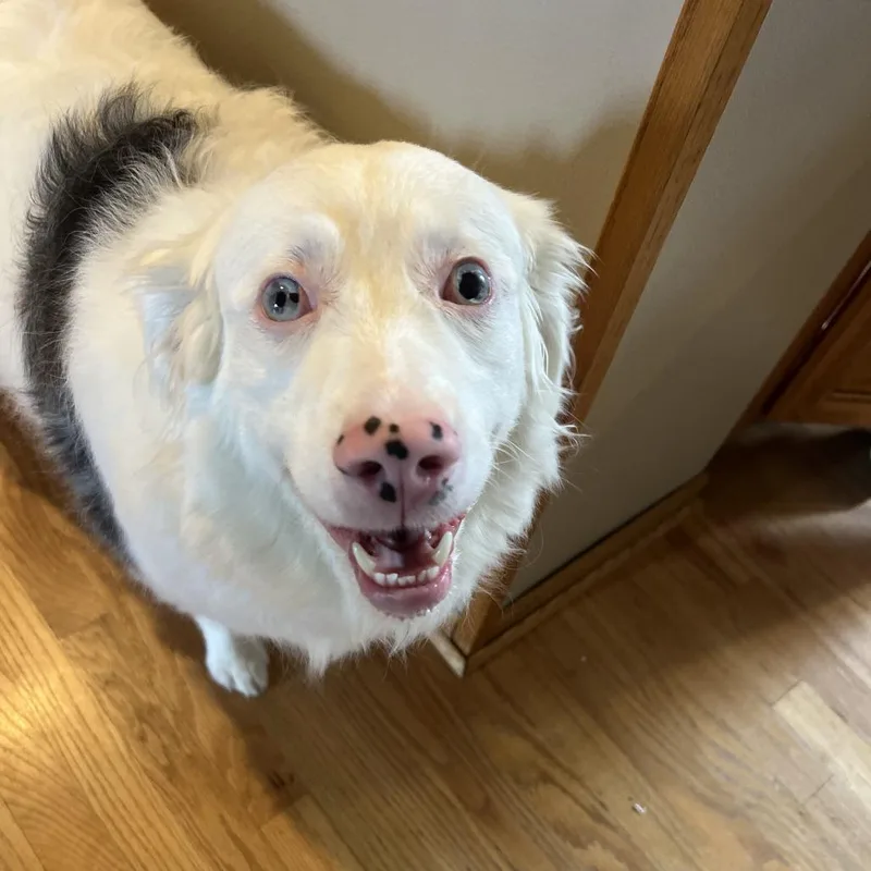 A senior medium-sized male White / Cream Australian Shepherd dog named Henry for adoption in Rochester, MN