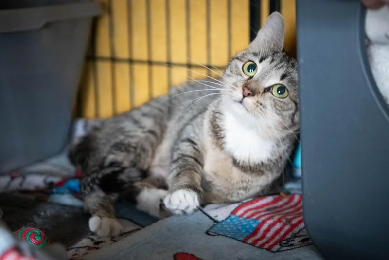 Lil Bits thumbnail 2