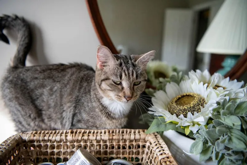 Lil Bits thumbnail 4