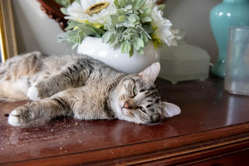 Lil Bits thumbnail 5