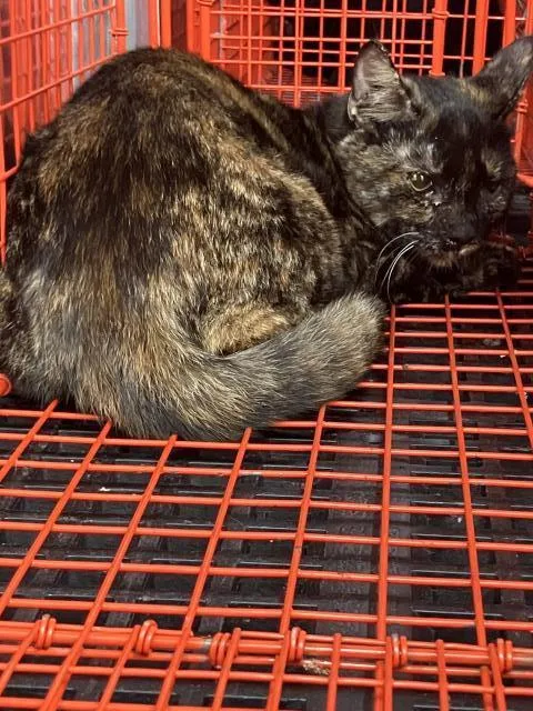 A young medium-sized female Domestic Short Hair cat named Ashley for adoption in Dallas, TX