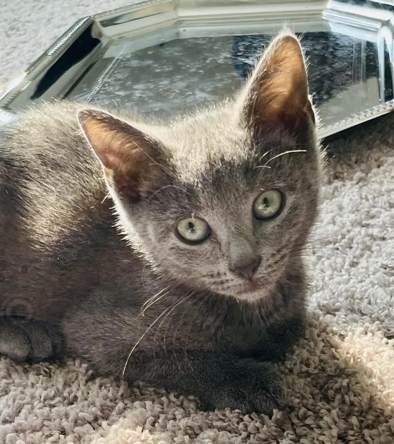 A baby small-sized female Gray / Blue / Silver Russian Blue cat named Julia for adoption in Salisbury, NC