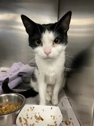 An adult medium-sized female Domestic Short Hair cat named Driscoll for adoption in Lowell, MA