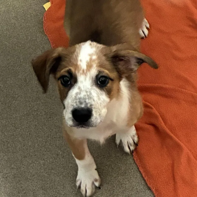 A baby medium-sized male Brown / Chocolate Cattle Dog dog named Coach for adoption in South Elgin, IL