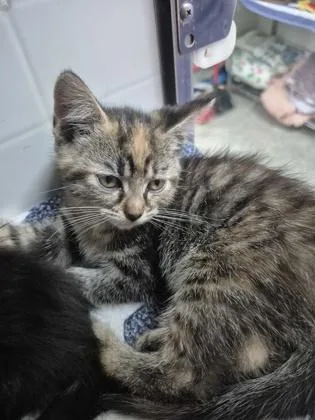 A young small-sized female Domestic Short Hair cat named Pebbles for adoption in Columbus, IN