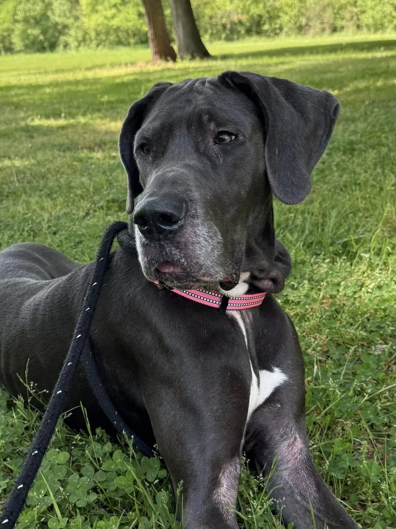 A young large-sized female Gray / Blue / Silver Great Dane dog named Xena for adoption in Salisbury, NC