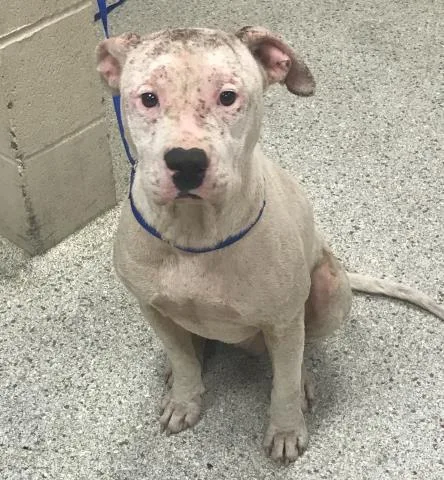 A young medium-sized male Pit Bull Terrier dog named A for adoption in Conroe, TX