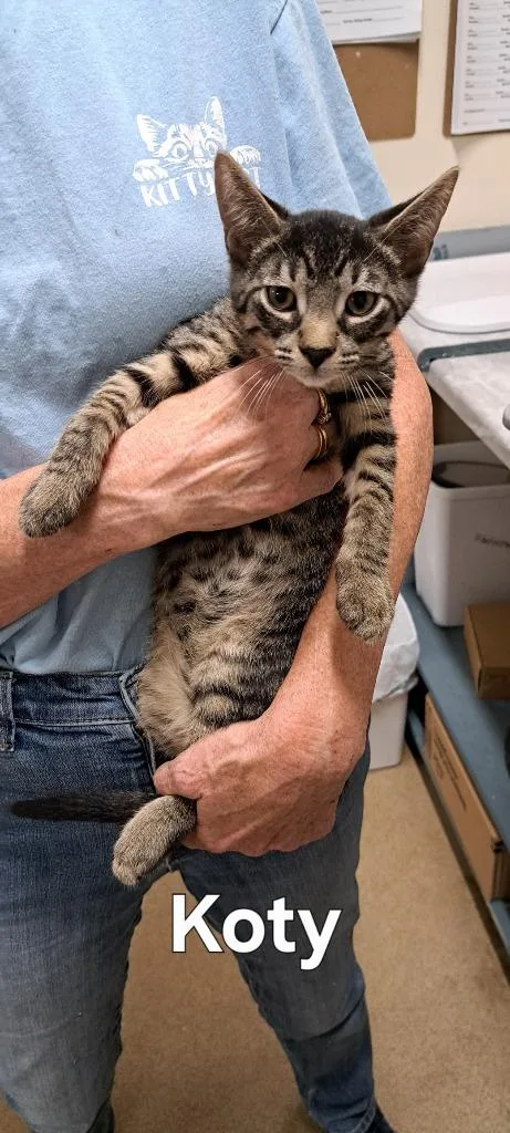 A baby small-sized male Domestic Short Hair cat named Koty for adoption in Plattsburgh, NY