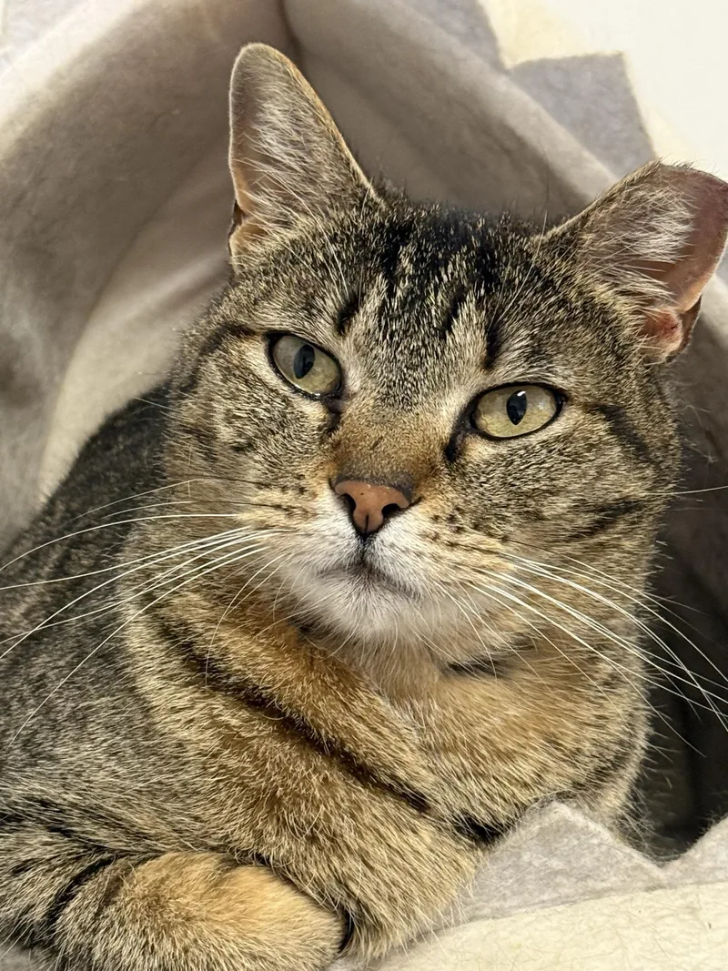 A young medium-sized male Tabby (Brown / Chocolate) Tabby cat named Georgie for adoption in Greensburg, PA