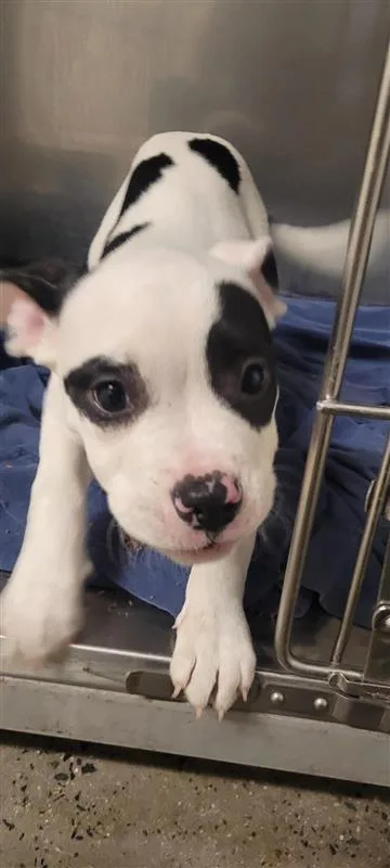 A baby small-sized female Mixed Breed dog named Calla for adoption in West Chester, PA