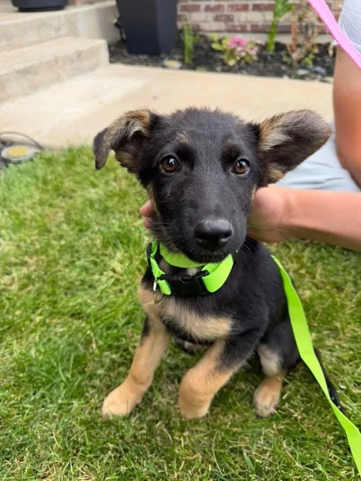 Loki thumbnail 3