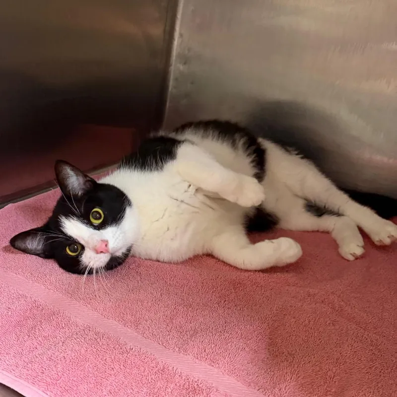 An adult large-sized male Domestic Short Hair cat named Sweet Pickle for adoption in West Olive, MI