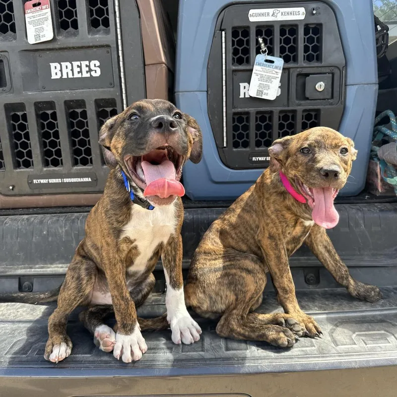 A baby medium-sized female Brown / Chocolate Plott Hound dog named Cher for adoption in Amarillo, TX