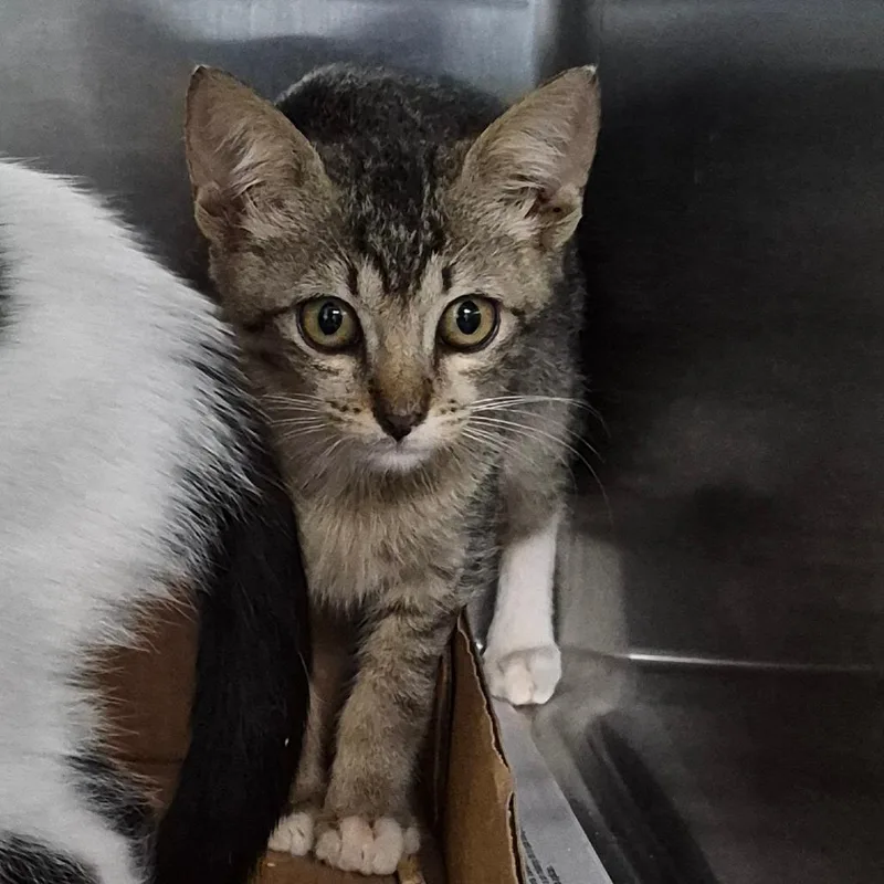 A baby small-sized male Brown / Chocolate Domestic Short Hair cat named Spade for adoption in Vieques, PR