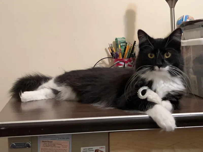 Athena & Xena thumbnail 2