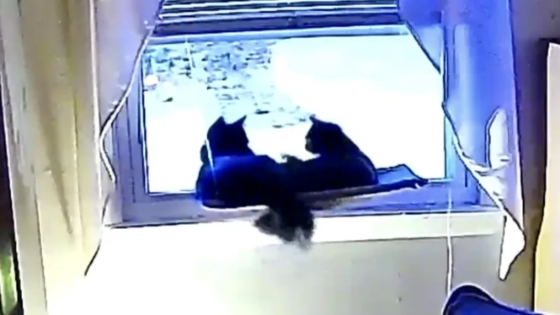 Athena & Xena thumbnail 4