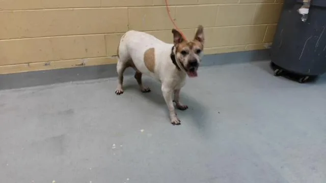 An adult large-sized male Pit Bull Terrier dog named Kansas for adoption in Tulsa, OK