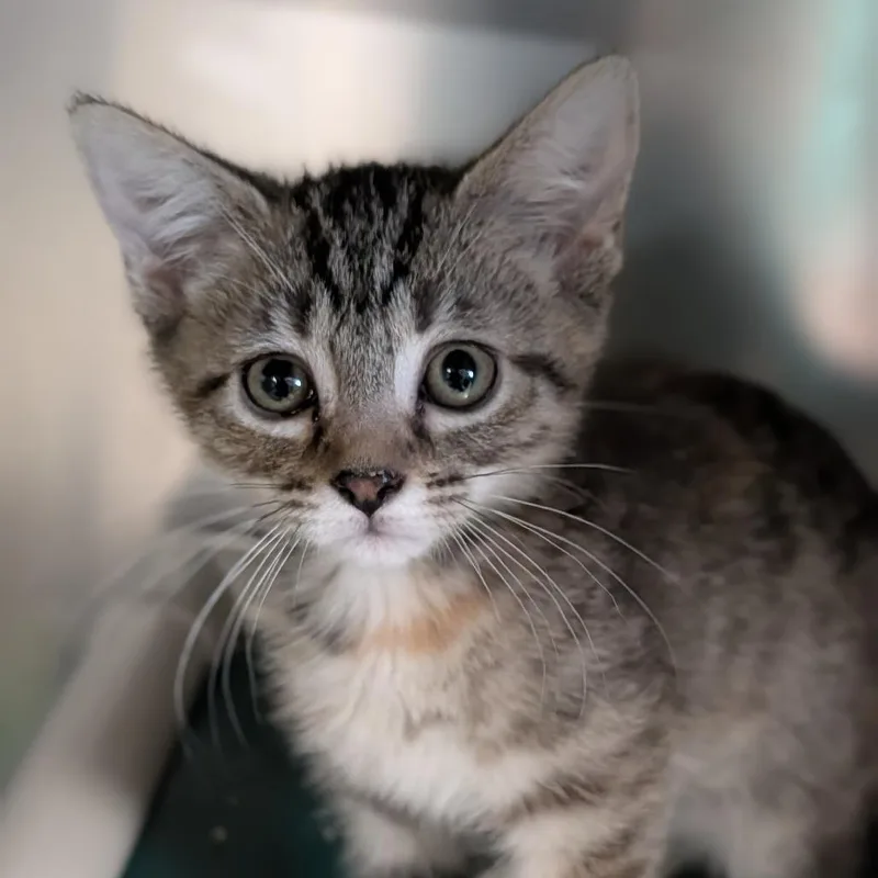 A baby medium-sized female Torbie Domestic Short Hair cat named Crown for adoption in Cape Girardeau, MO