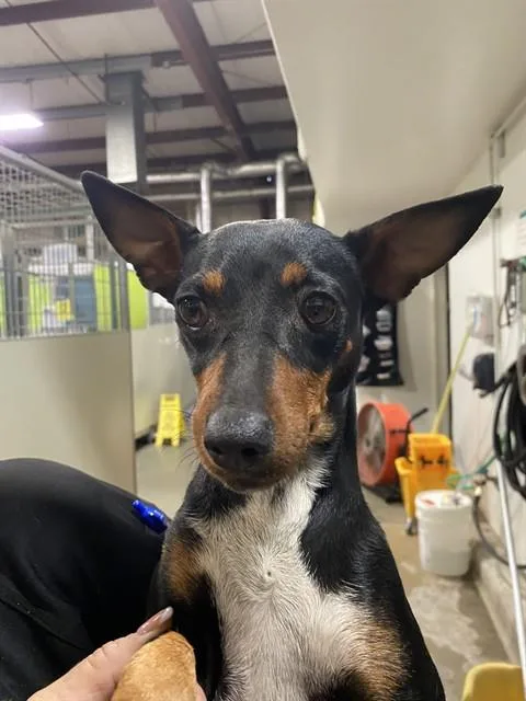 A young small-sized female Chihuahua dog named Molly for adoption in Bakersfield, CA