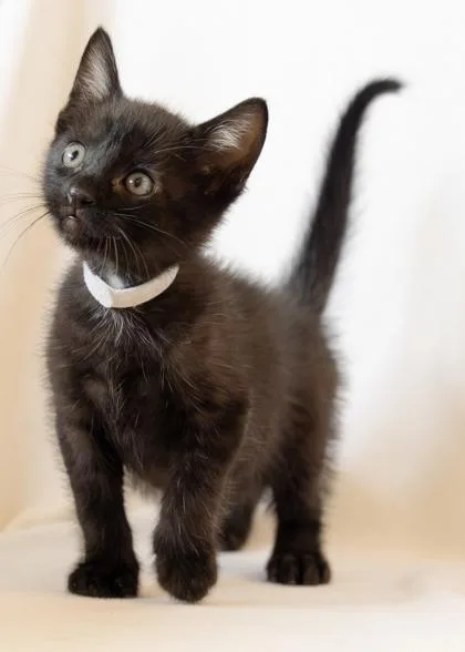 A baby small-sized male Domestic Short Hair cat named East for adoption in Roseville, CA