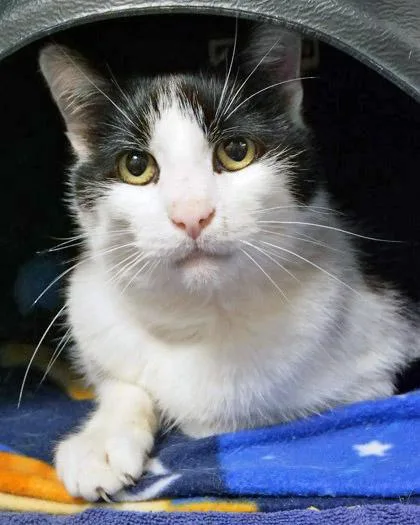 An adult medium-sized male Domestic Short Hair cat named Toothless Dan for adoption in Fishers, IN