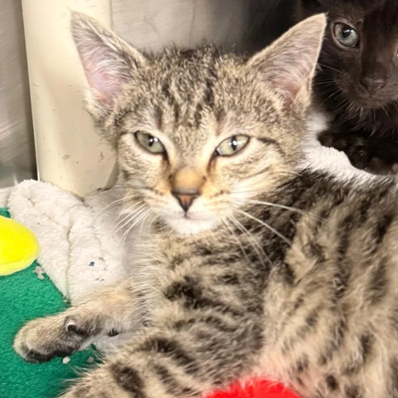 A baby small-sized female Brown / Chocolate Domestic Short Hair cat named Milk & Sugar for adoption in Evansville, IN