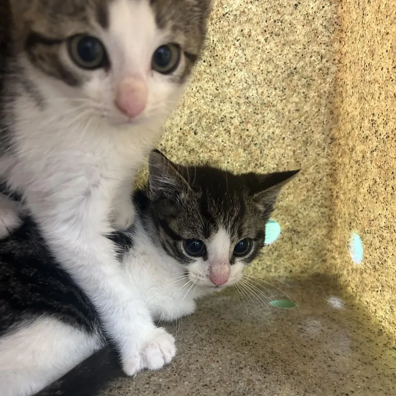 A baby small-sized male White Domestic Short Hair cat named Lil Loogie for adoption in Philadelphia, PA