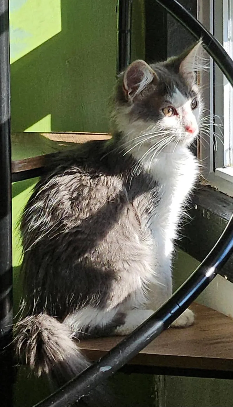 Cosmo Cattington
