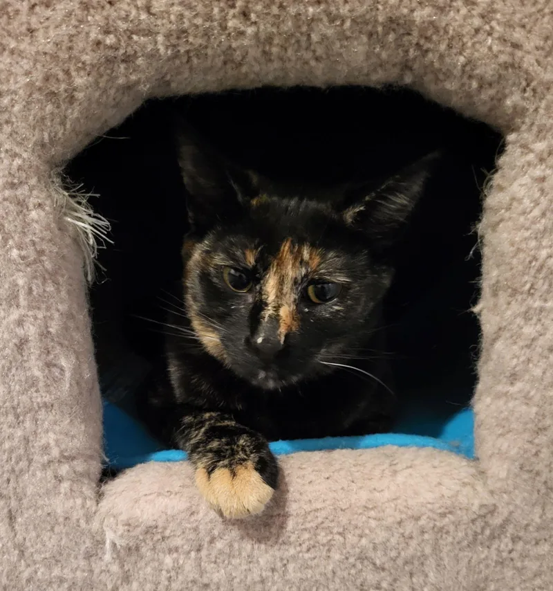 A young medium-sized female Tortoiseshell Domestic Short Hair cat named Pebbles for adoption in Lodi, CA