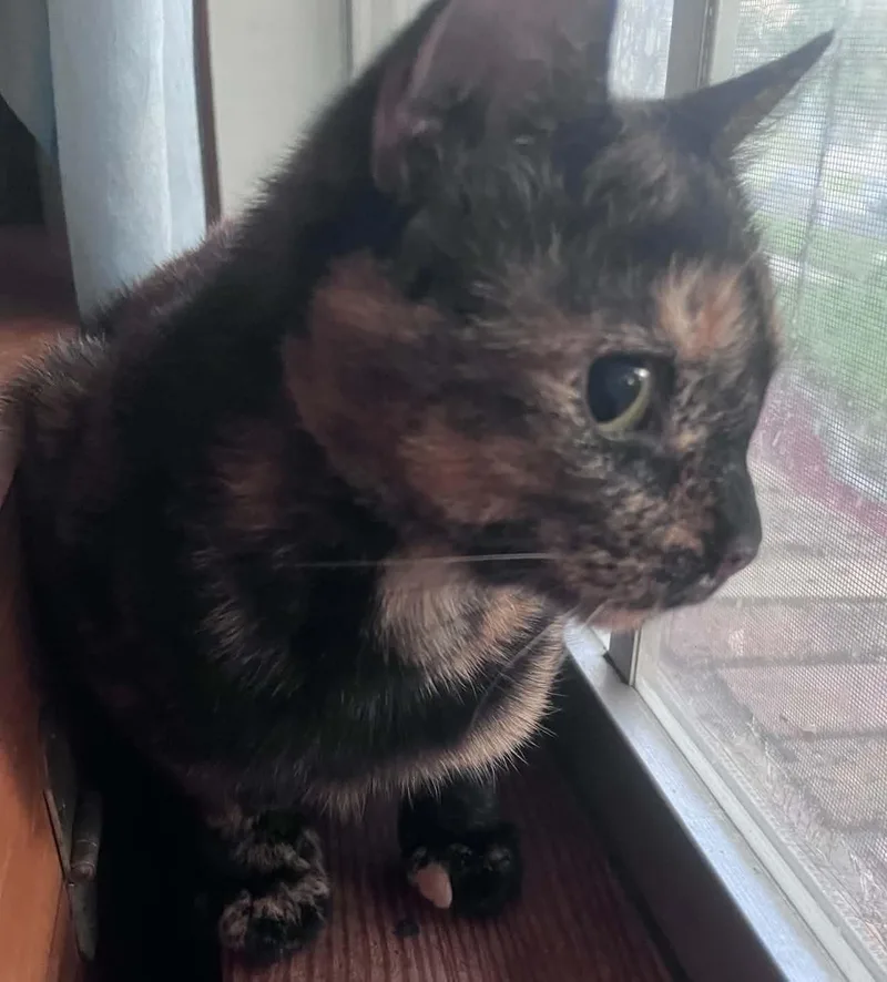 An adult medium-sized female Tortoiseshell cat named Ramsie for adoption in Orlando, FL