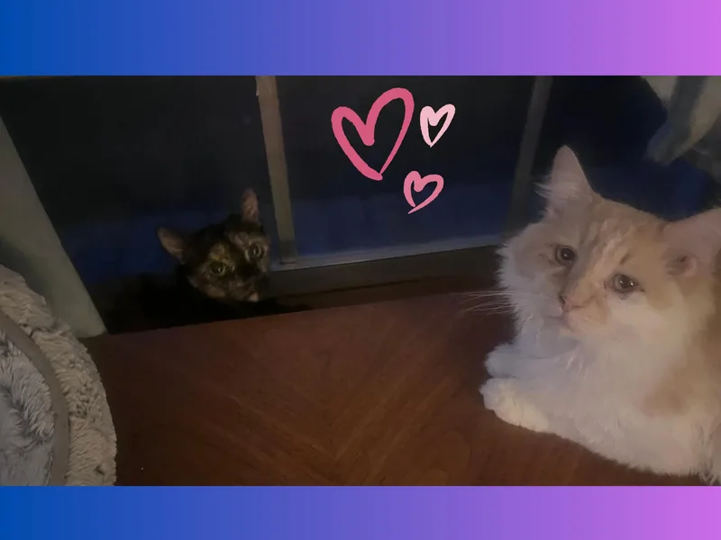 Ramsie thumbnail 3