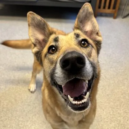 An adult large-sized female Yellow / Tan / Blond / Fawn Mixed Breed dog named Mayli for adoption in Lansing, MI
