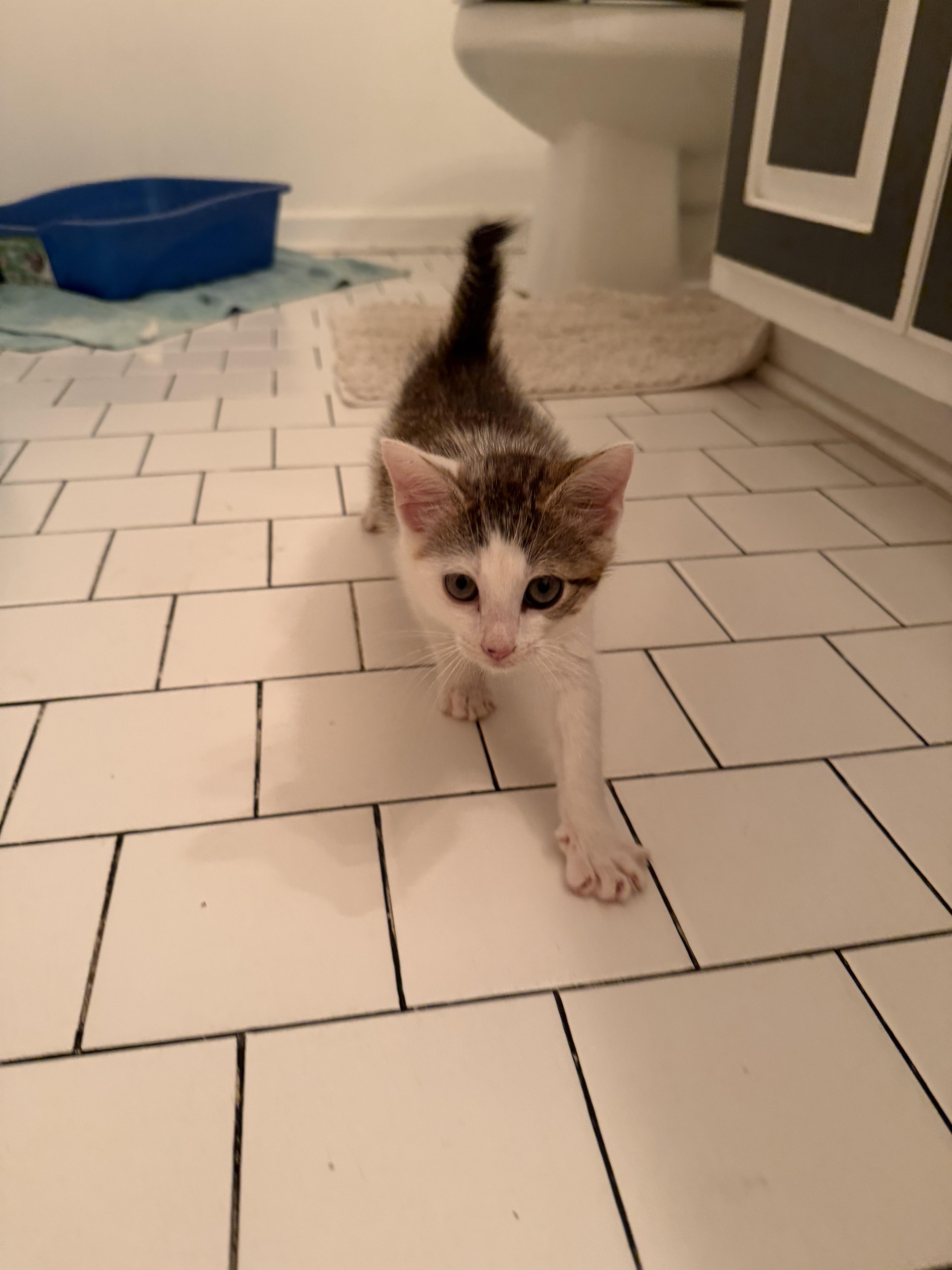 A baby small-sized male American Shorthair cat named Aquino for adoption in Winder, GA
