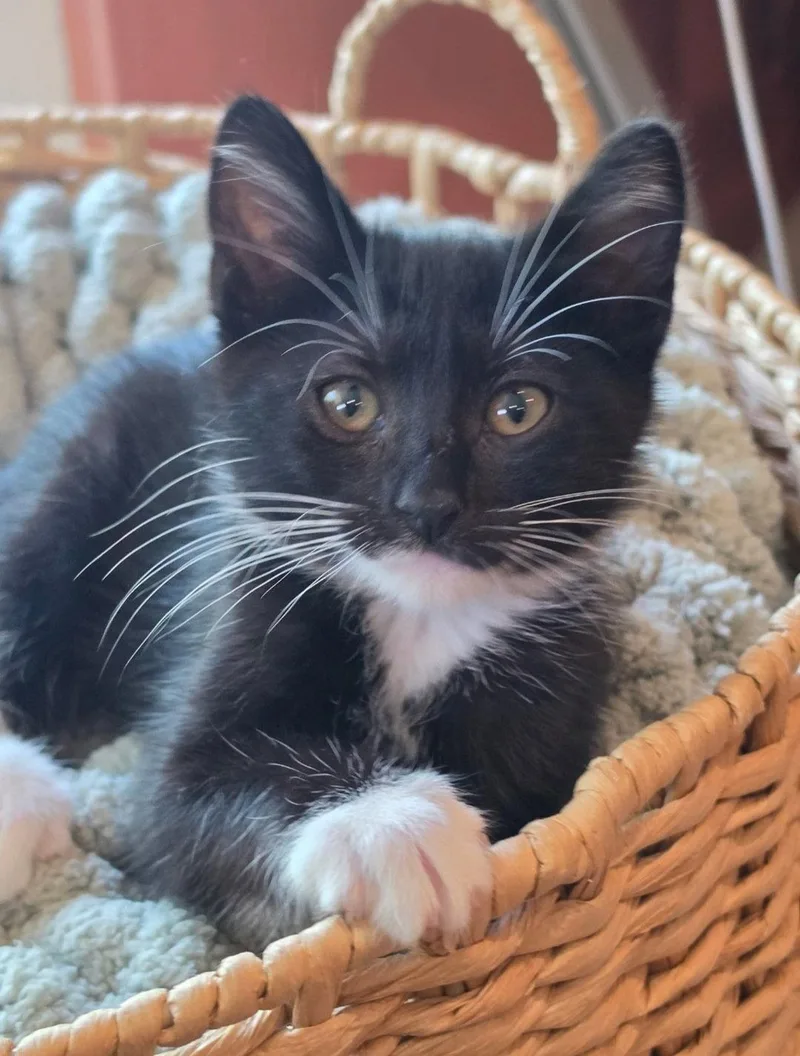 A baby medium-sized male Black & White / Tuxedo Tuxedo cat named Oreo for adoption in Campbell, CA